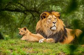 Wild Life